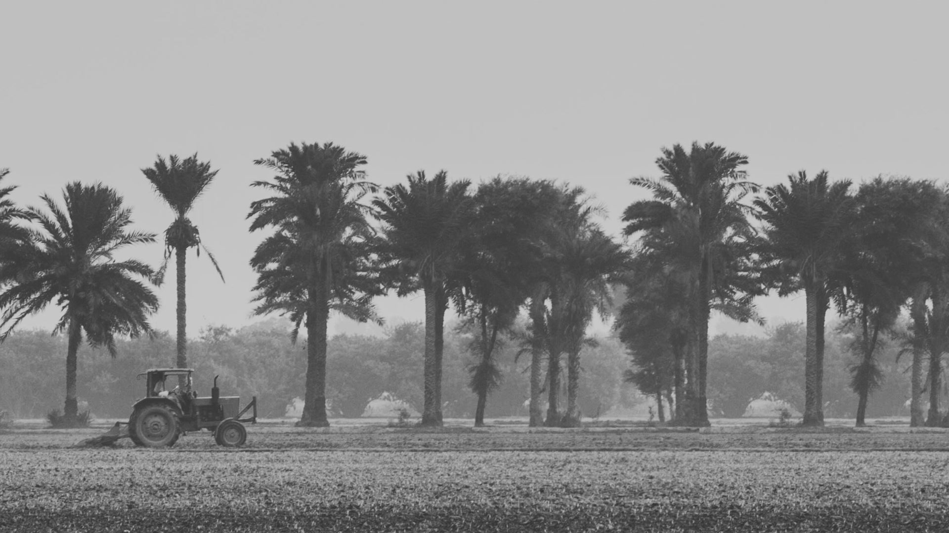 Tractor in a field with palm trees in the background